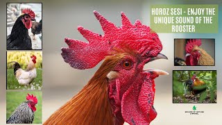 Rooster Crowing Sound - Enjoy The Unique Rooster Cal