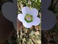 How to make hellebore flower with paper #shorts #helleborus #ytshorts #flowers #handmade #aesthetic