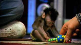 Watch My Monkey Baby Trailer