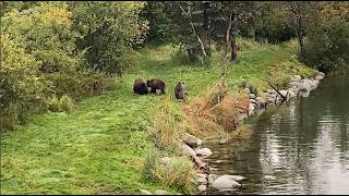 Brown Bear Mom & 3 Cubs Brooks Camp Boardwalk Katmai Alaska Sept 2026 Fishing, Swimming OldGuyDIY