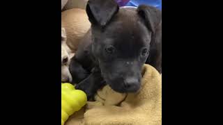 BCSO Bondable Pup Puppies