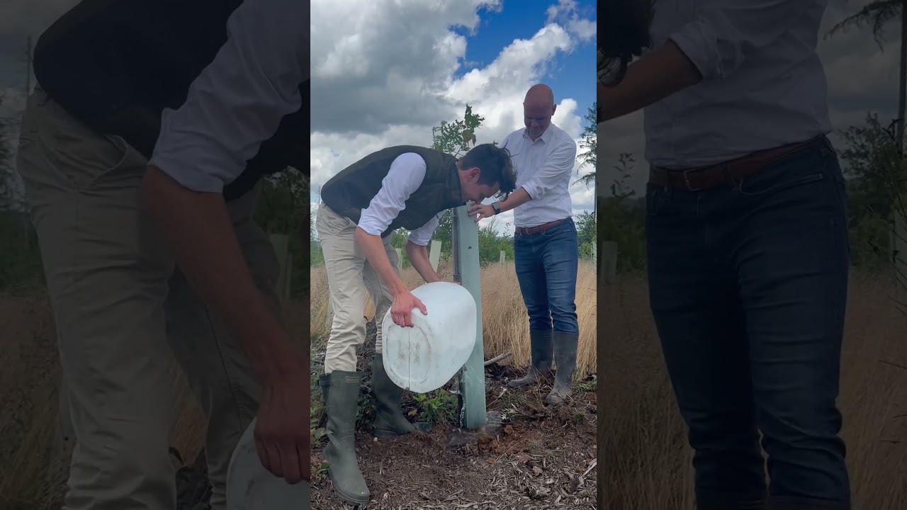 Procar-Baumpatenschaft