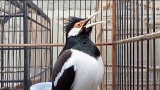Download lagu Pancingan Jalak Suren GACOR Full Isian Mewah Cocok Untuk Masteran Dan Pancingan Semua Burung Jalak