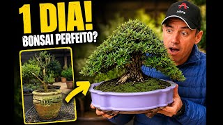 OPERATION BONSAI - IN SEARCH OF THE PERFECT BONSAI