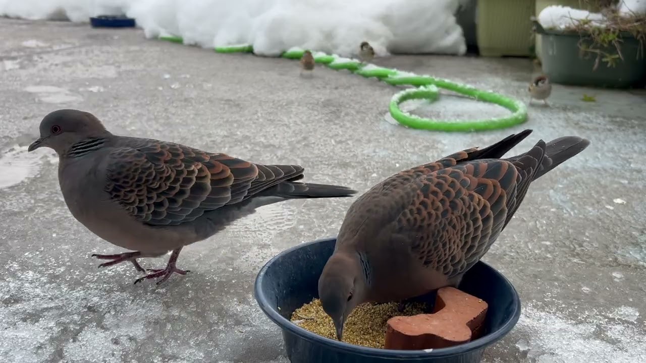 1月29日　朝のキジバトさん♀♂