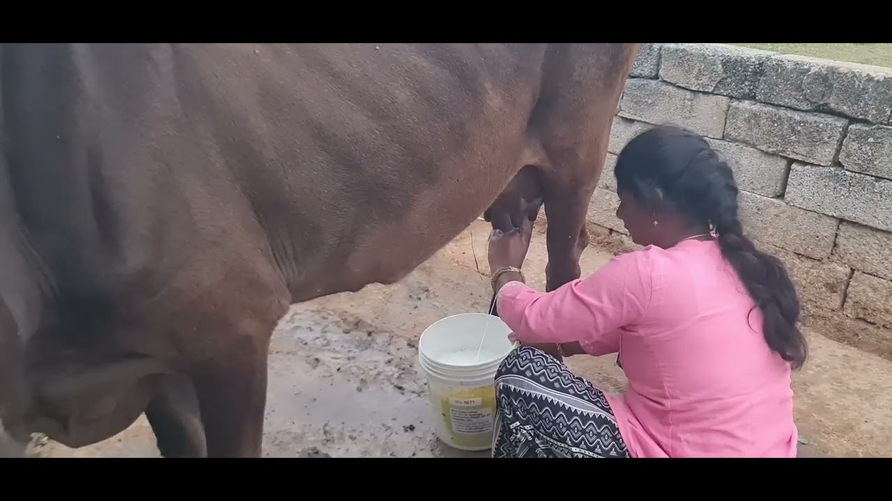 🐄 காலை நேர பால் கறக்கும் Full வீடியோ 🐄🍺🍼milk card full video🍚