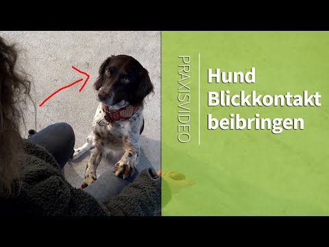 Video: Wie Sie Ihrem Hund beibringen, ein Schauhund zu sein