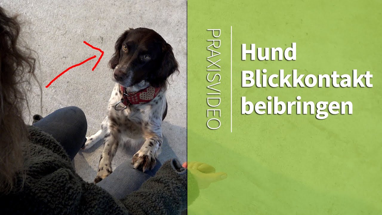 Wie Du Deinem Hund Blickkontakt Beibrinigen Kannst Praxisvideo Youtube