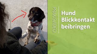 Wie Du Deinem Hund Blickkontakt beibrinigen kannst ►Praxisvideo