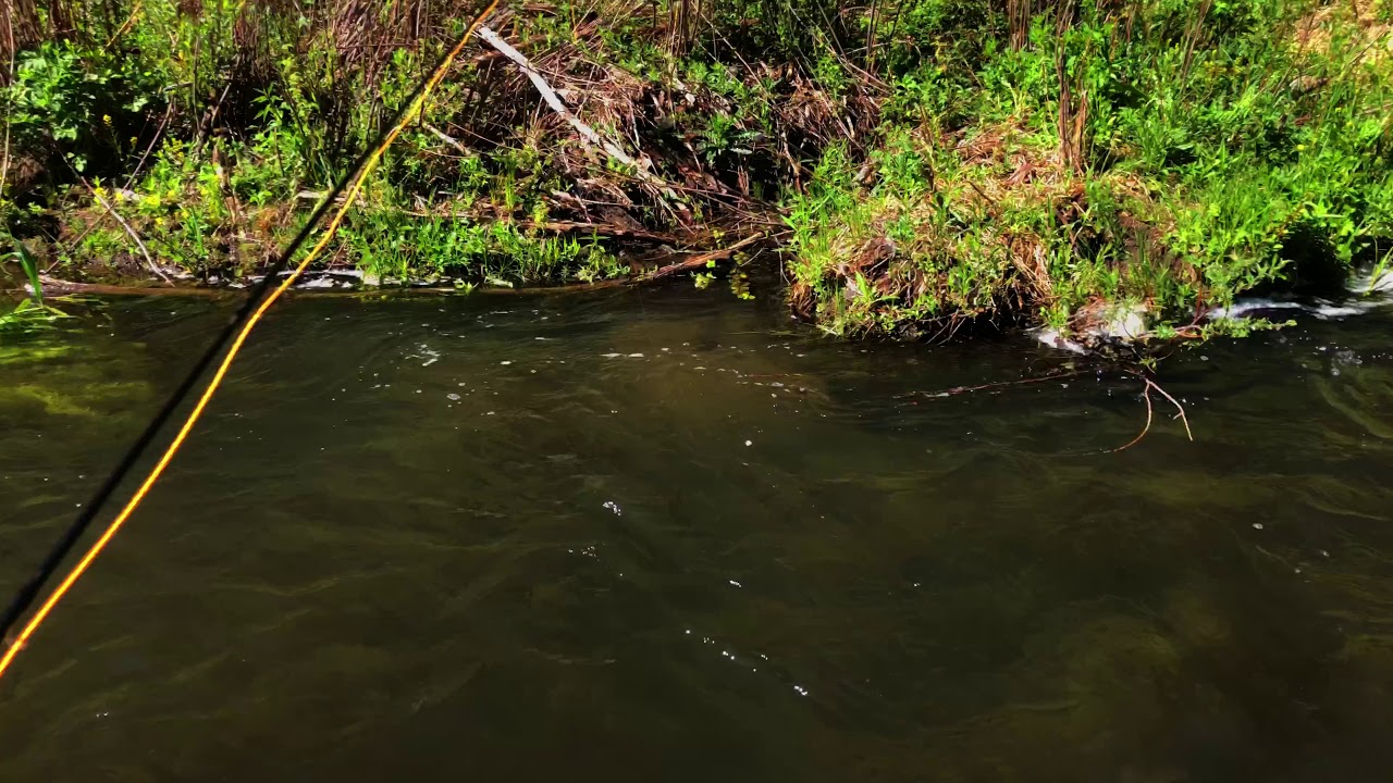 fly fishing cimarron New Mexico