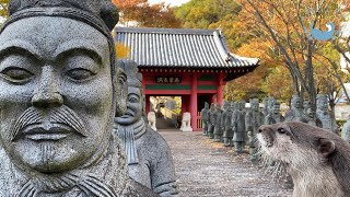 カワウソと世界巡り！？疲れてダダこねるカワウソこむぎ　Overseas trip with otter!? He asks for a hug when he gets tired!