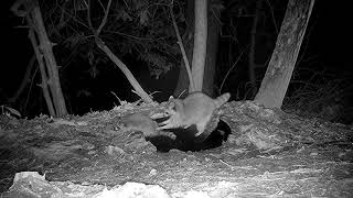 Mother raccoon gently playing with her babies at the water hole.