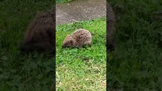 Hedgehog looking for food