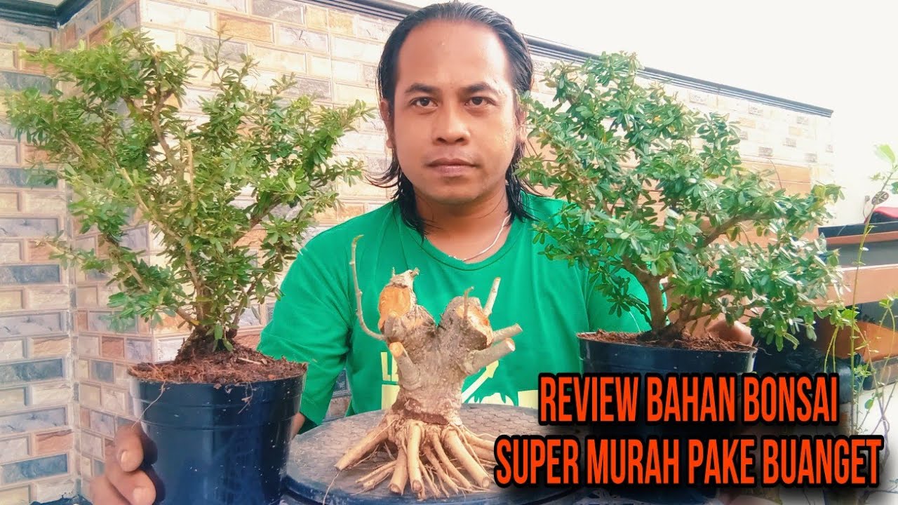 REVIEW DAN JUAL BAHAN BONSAI PROSPEK SUPER MURAH