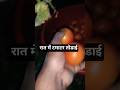 रात में टमाटर तोडाई #kheti #agriculture #tamatarkikheti