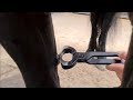 Cut off chestnuts. We make the Friesian horses more beautiful than they already are. Cut, clip, wash