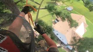Speed-lining 4 100' pine trees (Part 3) Profile