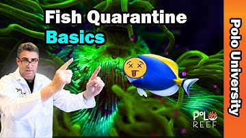How to Quarantine Fish Basics Pt. 1