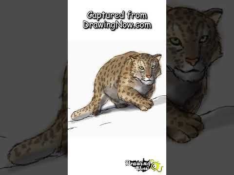 Drawing Snow Leopard Using Simple Drawing Tool Without Layers!