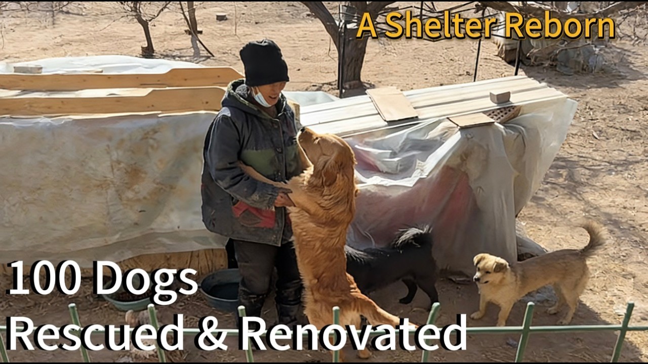 After the Fire, We Rebuilt a Home for 100 Rescued Dogs - YouTube