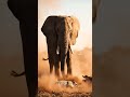 The king of the jungle is no match for this elephant. 🦁🐘 #Elephant #Lion #Wildlife #NatureIsBrutal