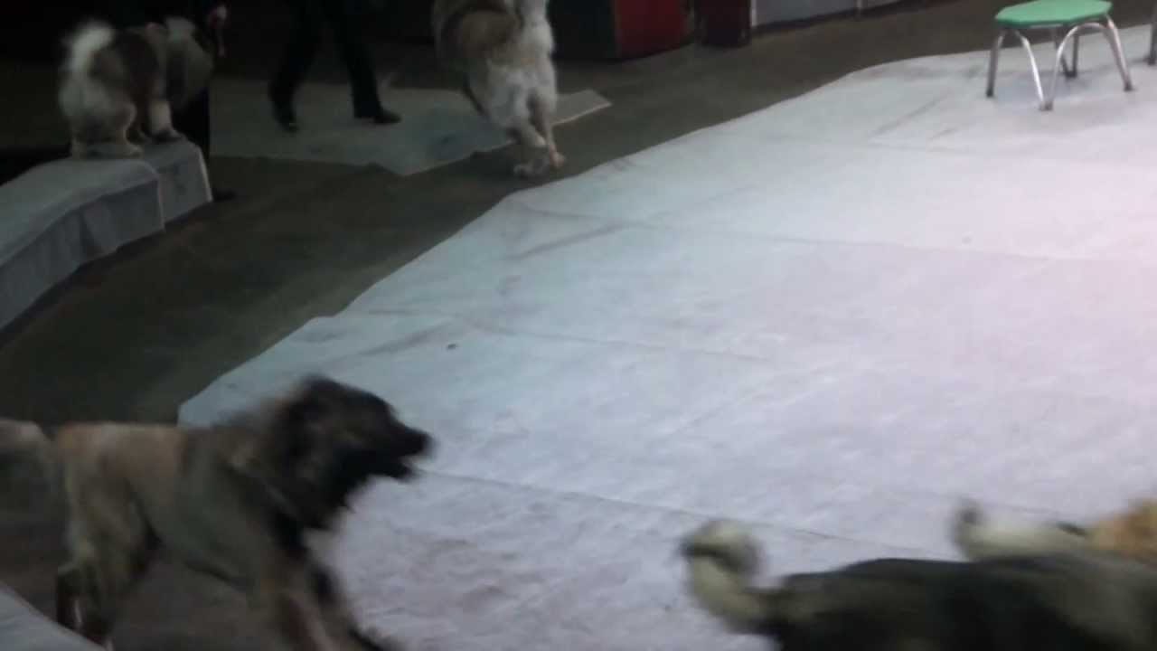 Тульский цирк 6.04.2013 - YouTube