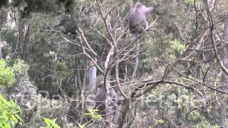 Purple-faced leaf monkey, Sri Lanka. 20110223_111956.mp4