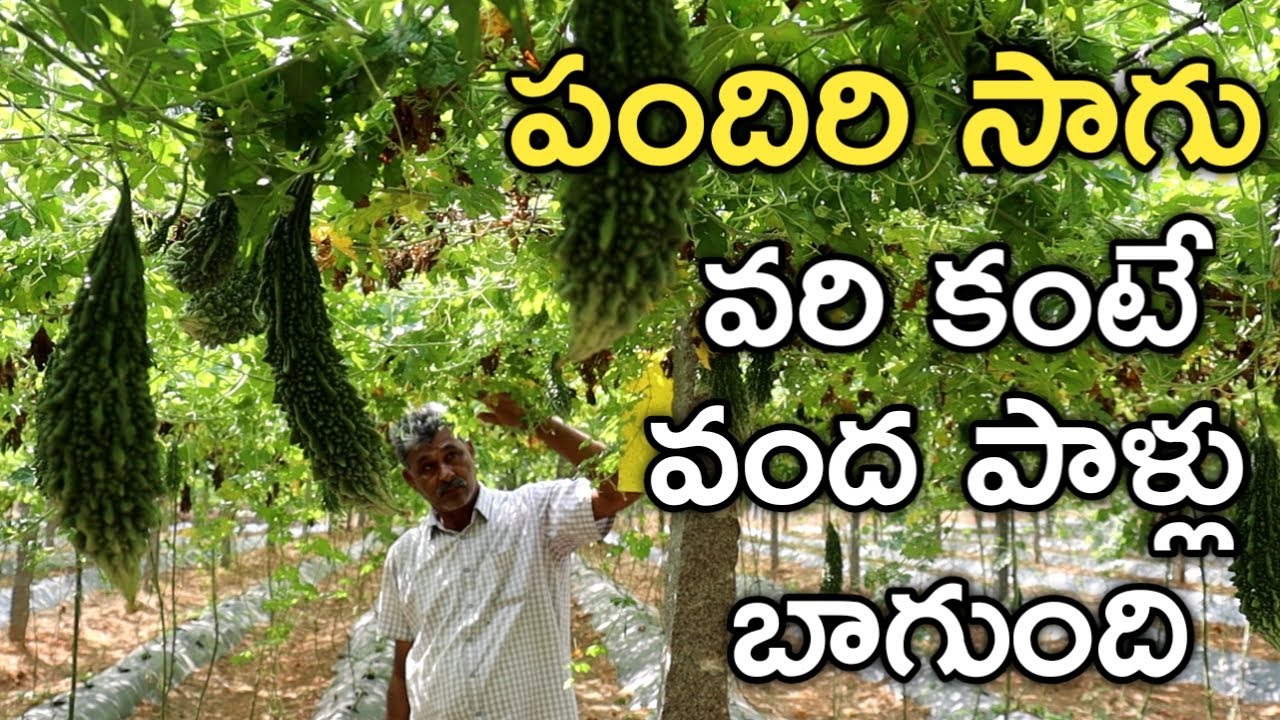 ఆయకట్టు భూమిలో పందిరి కింద కాకర, బీర పండిస్తున్న | Successful Pandals Cultivation