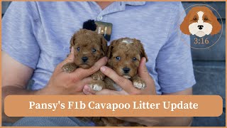 Pansy's F1b Cavapoo Litter Update by Cavapoos 3:16 103 views 8 days ago 1 minute, 49 seconds