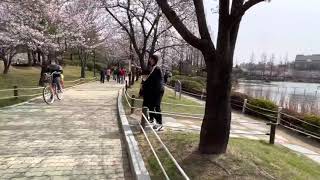 Download Lagu #tkikoreaMUSIM SEMI KOREA 2021 MP3