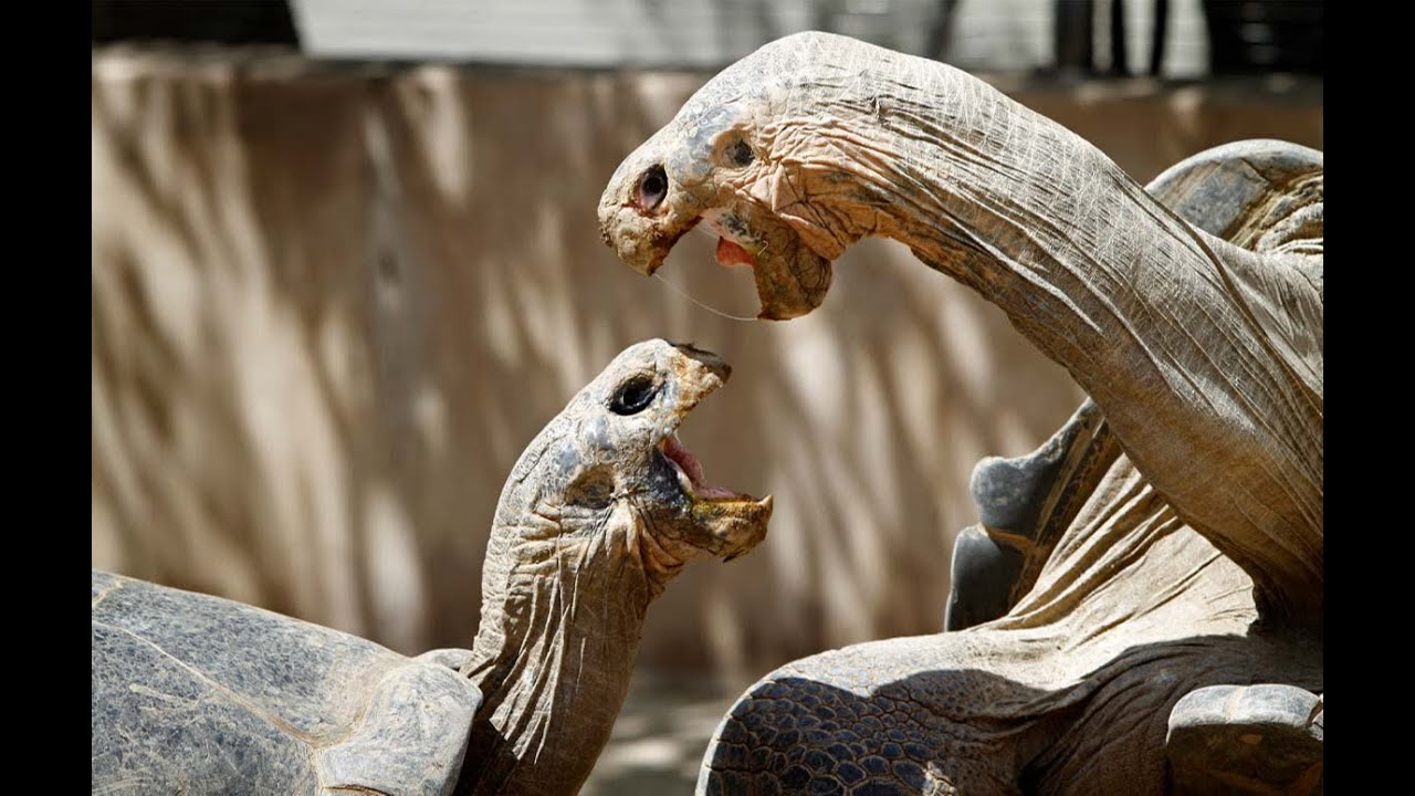 Интересные факты про черепах(Interesting facts about turtles).