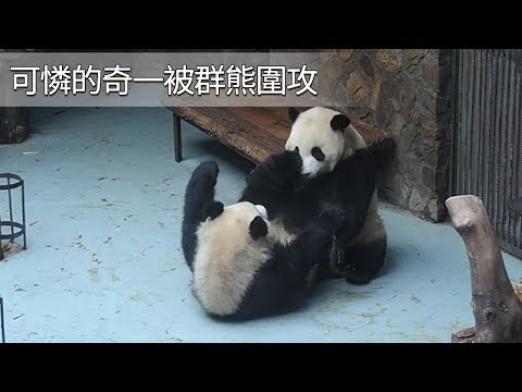 《熊貓早晚安》可憐的奇一被群熊圍攻 | iPanda