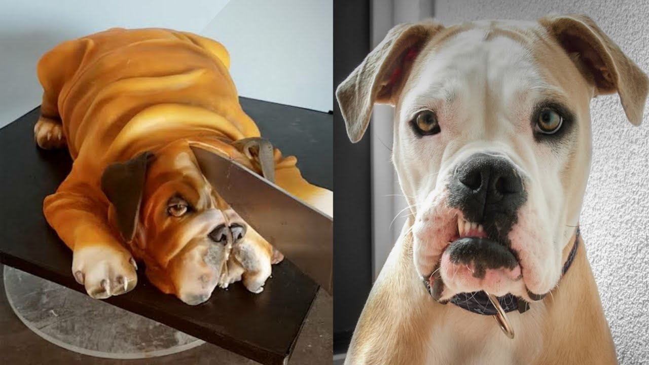 Dog's Reaction To Cutting Cake | Dog Cake Cutting In Front Of Dog | Cat & Dog Planet