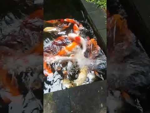 Koi Makan Siang