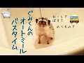 【もふ曜日】目指せ！美肌ハリネズミ男子【オートミール風呂】