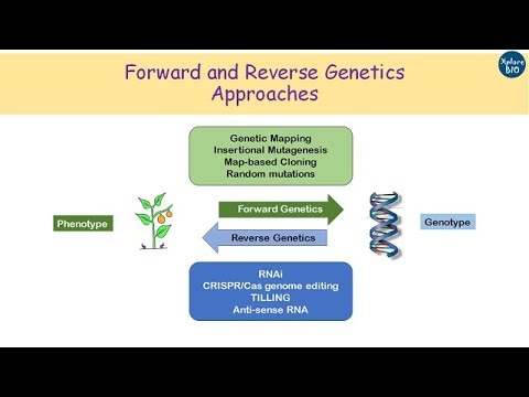 Difference between Forward and Reverse Genetics