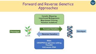 Difference between Forward and Reverse Genetics