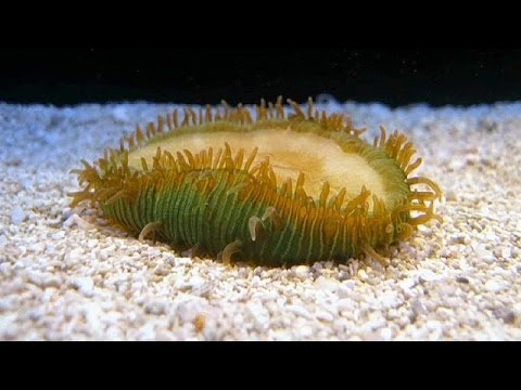 فيلم يظهر للمرة الأولى تحرك الشعب المرجانية ونموها