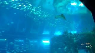 VID 20160116 1曜笙資優班新加坡之