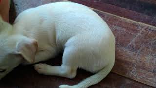 Baby labrador is having fun