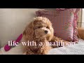 Life with a Maltipoo 🐻 Weekend vlog: days out 🐶 & new pink toys 💕