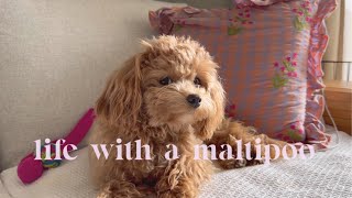 Life with a Maltipoo 🐻 Weekend vlog: days out 🐶 & new pink toys 💕