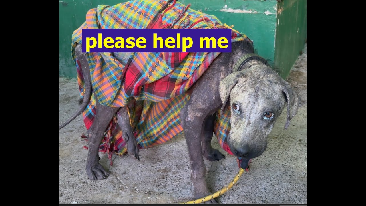 От предсмертного состояния до новой надежды: мы провозгласили его королём.