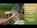 Шпальный гриб - Пилолистник чешуйчатый - Съедобный.