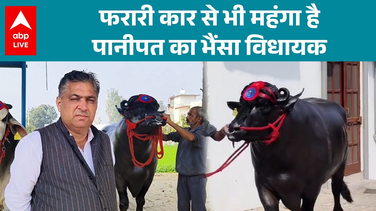 VIRAL BUFFALO NEWS: फरारी से भी महंगा पानीपत का ‘विधायक’ भैंसा, करोड़ो तक लगी बोली! |ABPLIVE