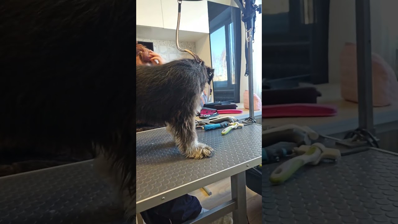 постригушки... цеплялась ха каждый волос- мы же растим