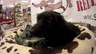 So Cal Dachshund Relief - Petco Adoption Event