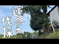 危険すぎた栗の木の伐採。多くの反省の中訪れる運命的瞬間。なんだこれは！【第164話】