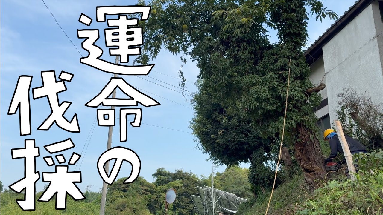 危険すぎた栗の木の伐採。多くの反省の中訪れる運命的瞬間。なんだこれは！【第164話】