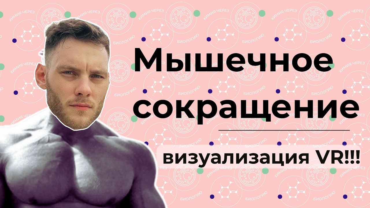 СОКРАЩЕНИЕ МЫШЕЧНОГО ВОЛОКНА в VR